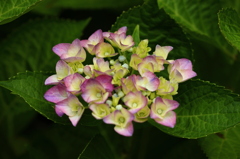 紫陽花