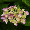 紫陽花