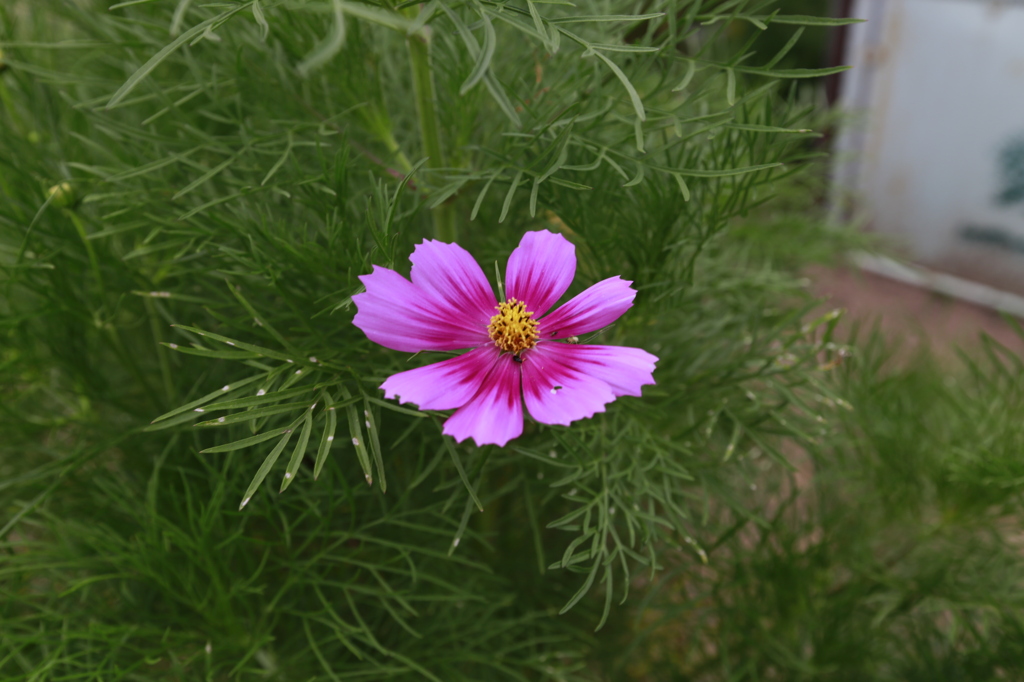 すき　きらい　すき！