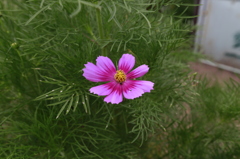 すき　きらい　すき！