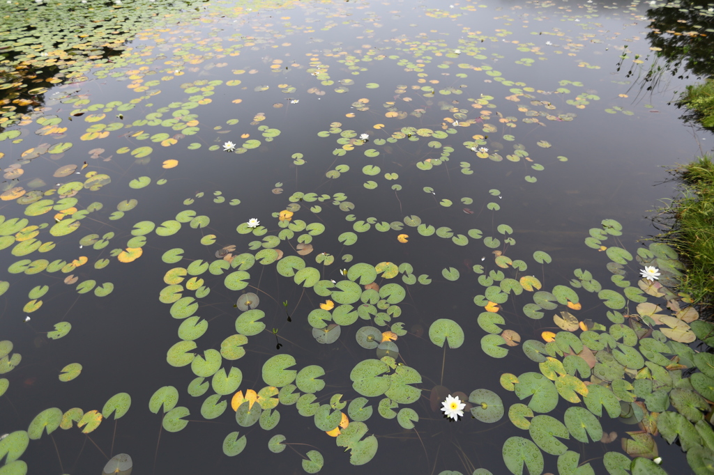 パックマンの集会