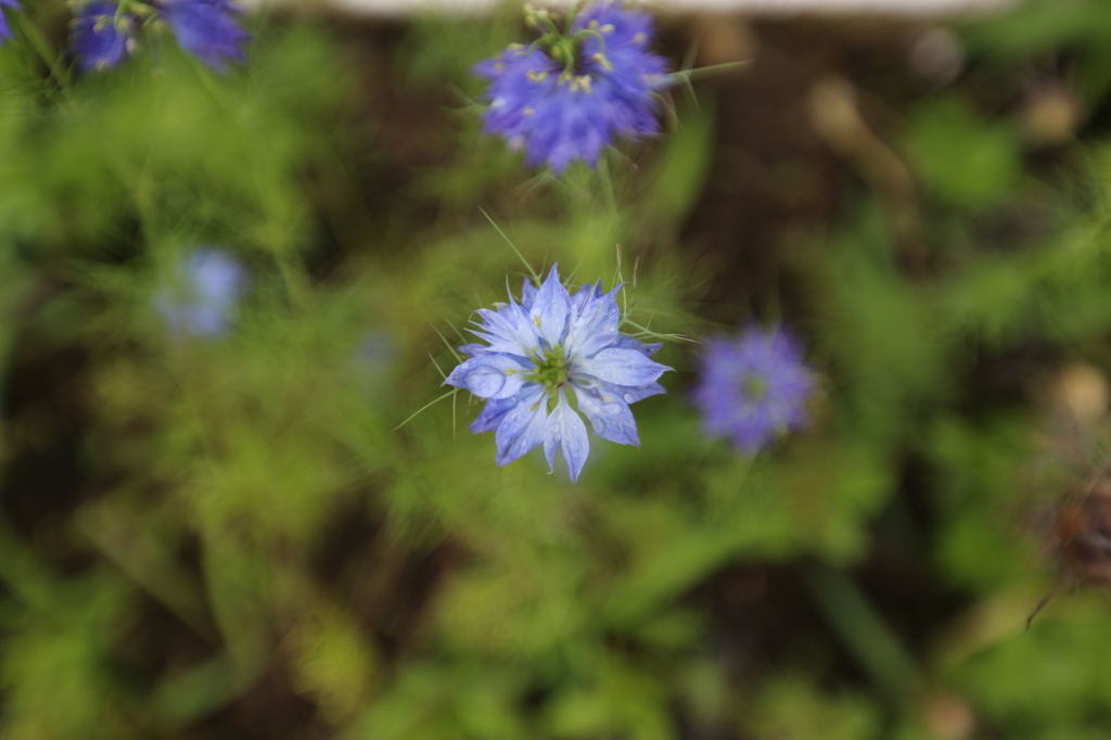 広角マクロに挑戦