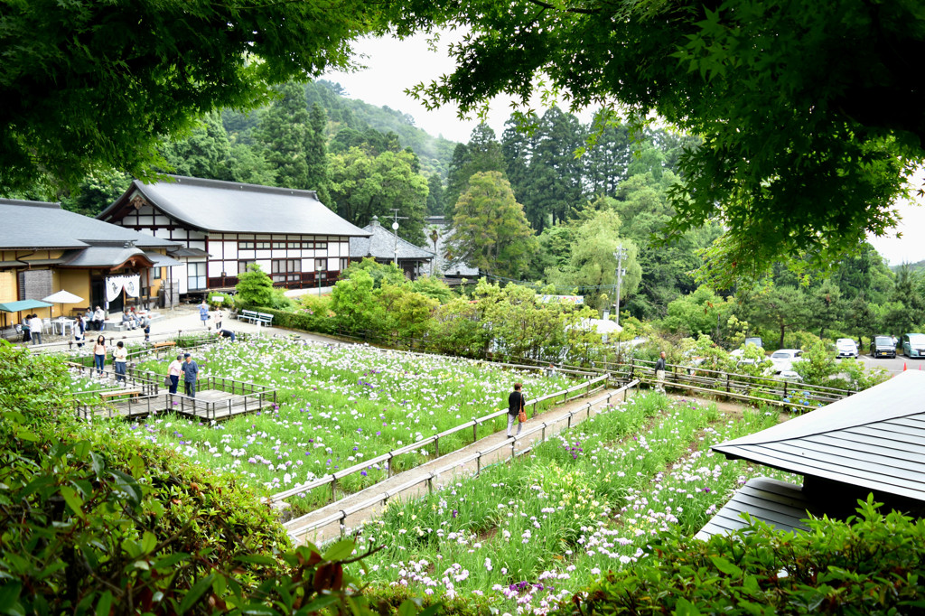 菖蒲園