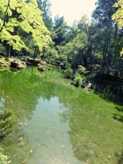 苔寺