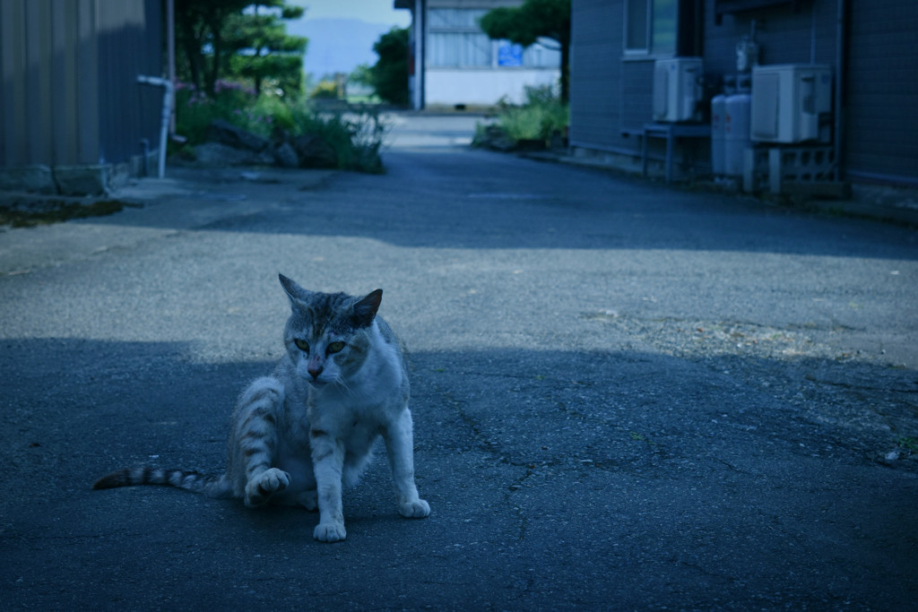 ねこ