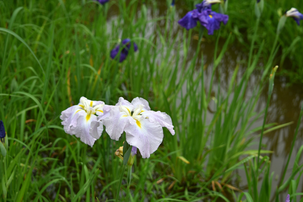 菖蒲園