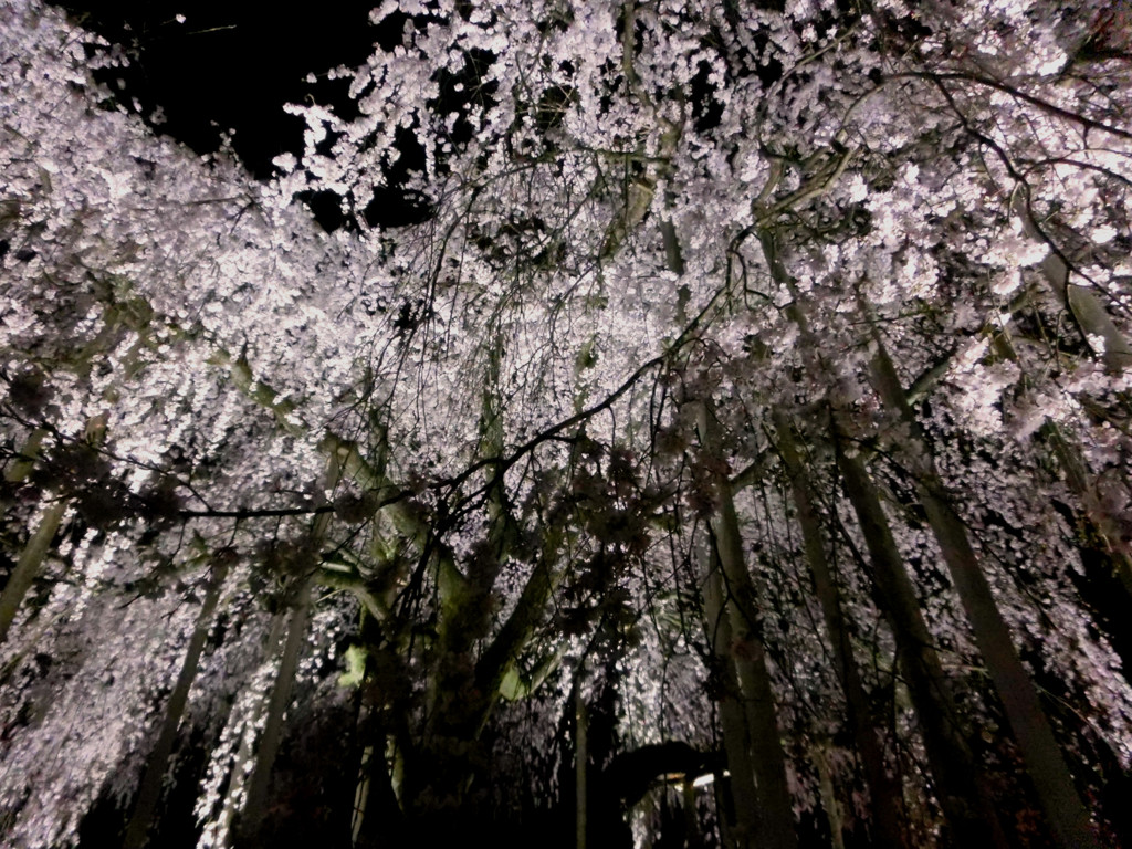 夜桜