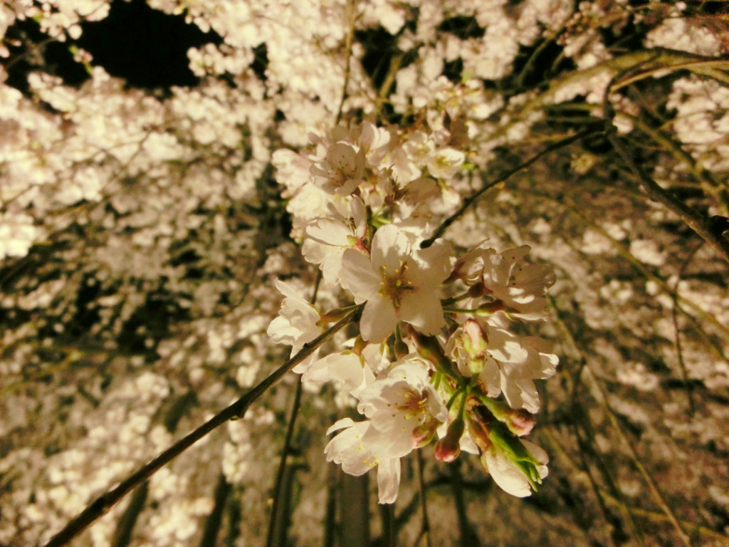 夜桜