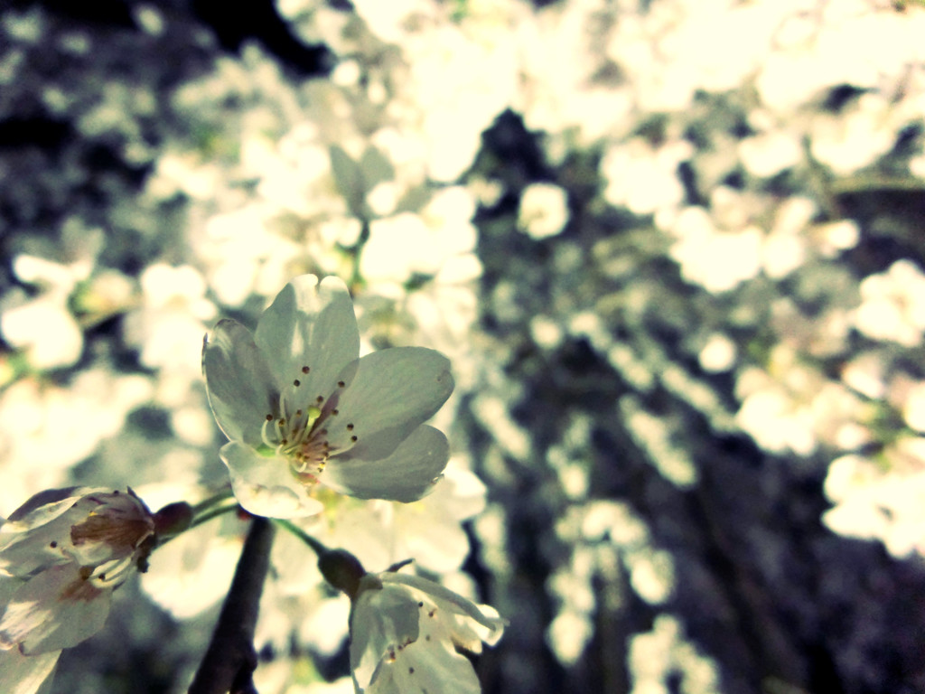 夜桜