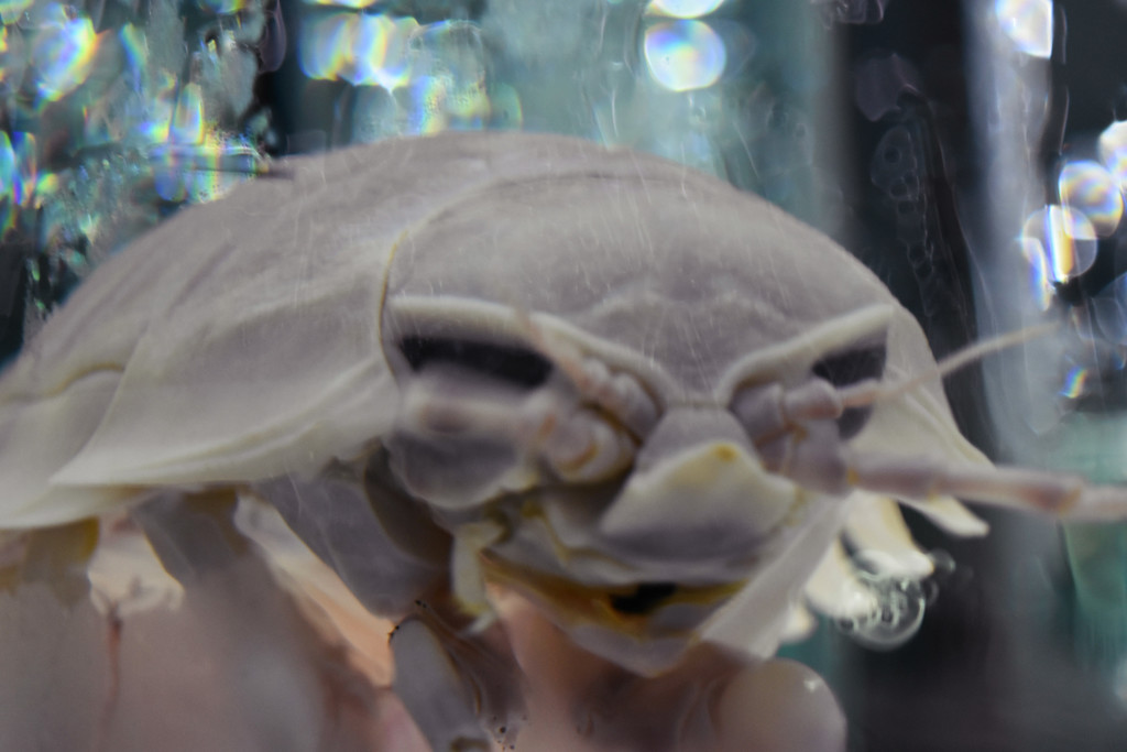 ダイオウグソクムシ！