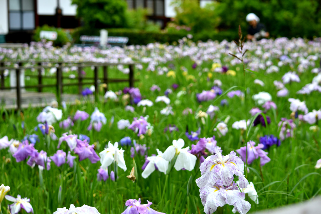 菖蒲園