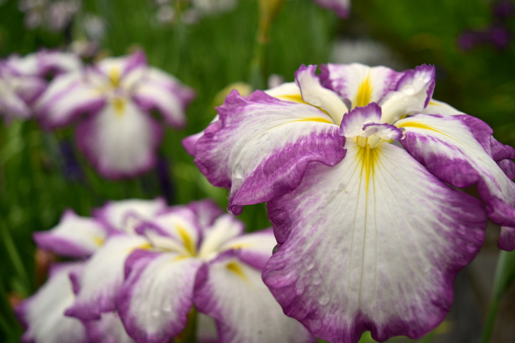 菖蒲の花