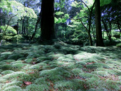 苔寺