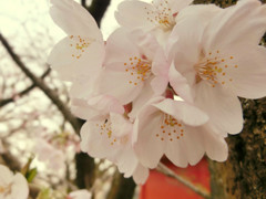 桜