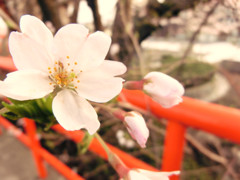 桜
