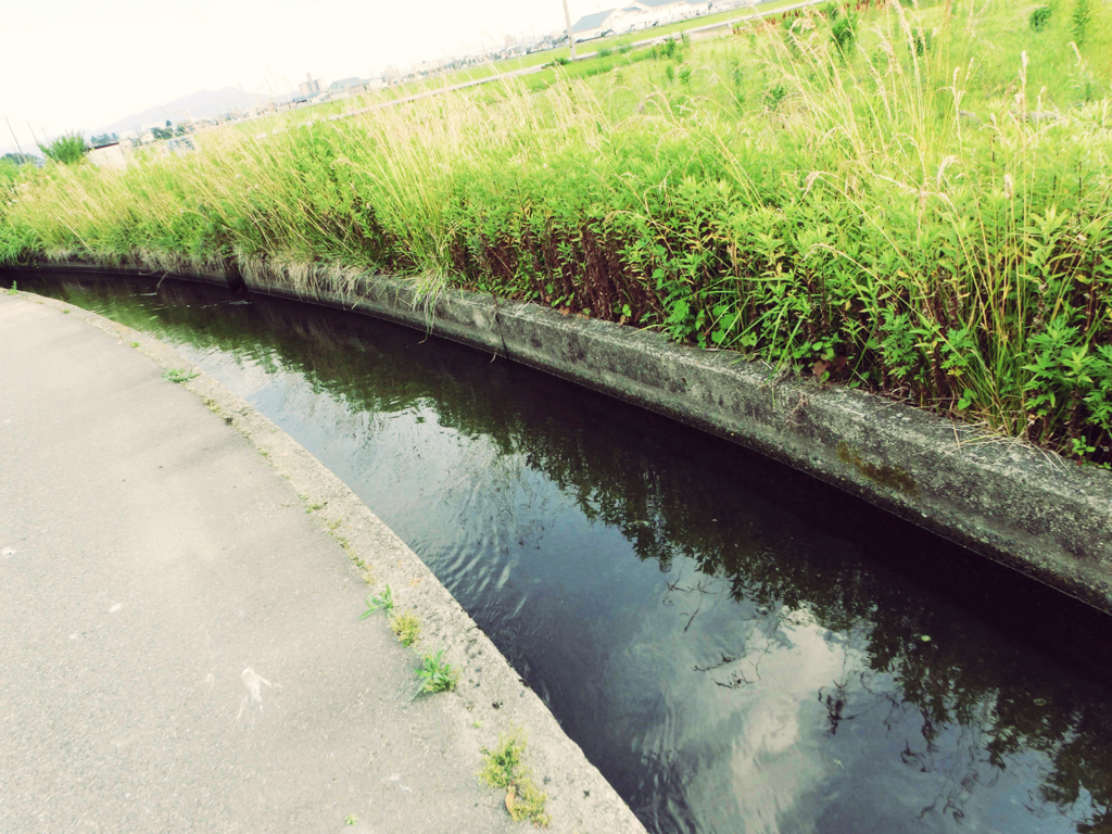 草の壁