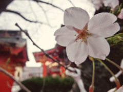 桜