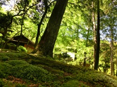 苔寺