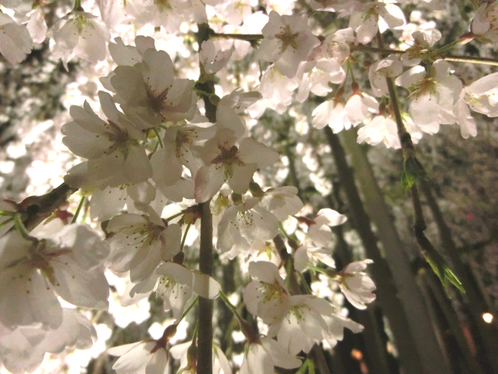 夜桜