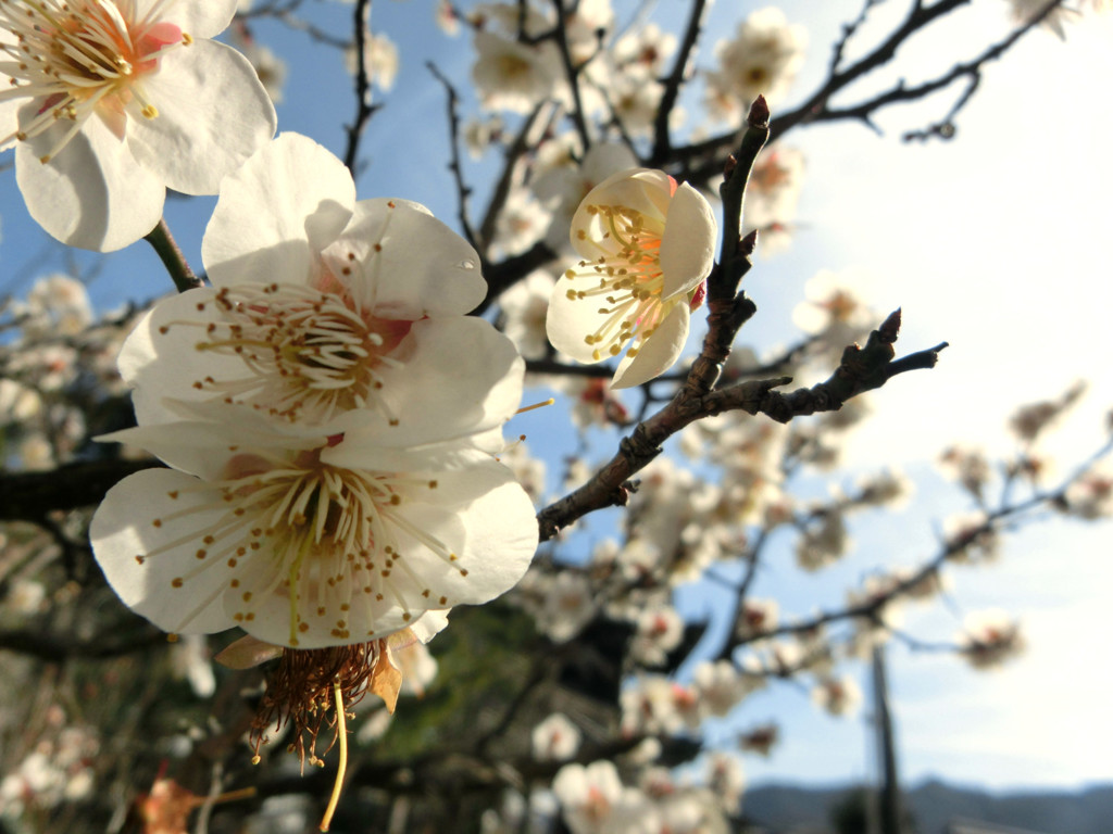 清涼寺