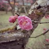 梅