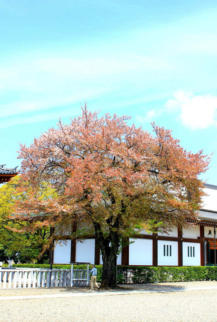 一本桜