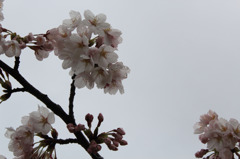 雨中桜２