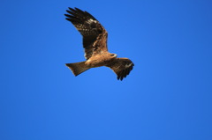 大空と鳶