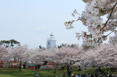 主題は桜