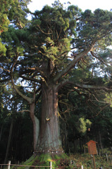 五十川の玉杉