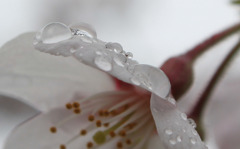 雨中桜