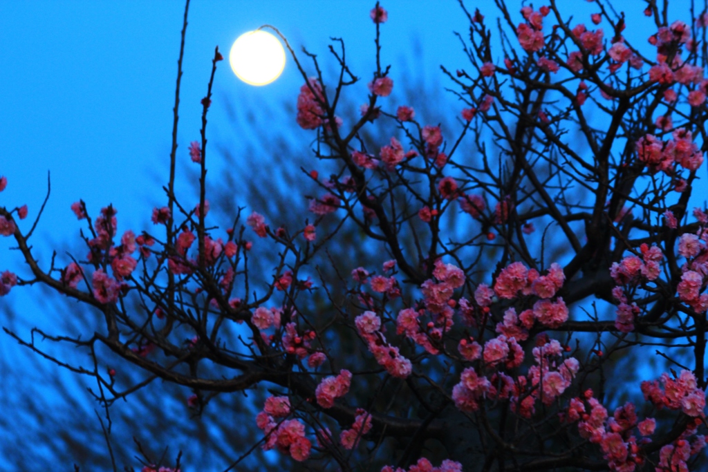 春の宵