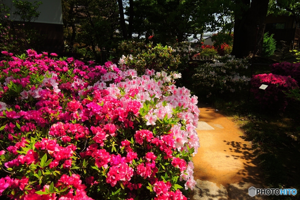 ツツジの庭園