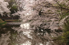 桜の池で