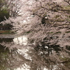桜の池で