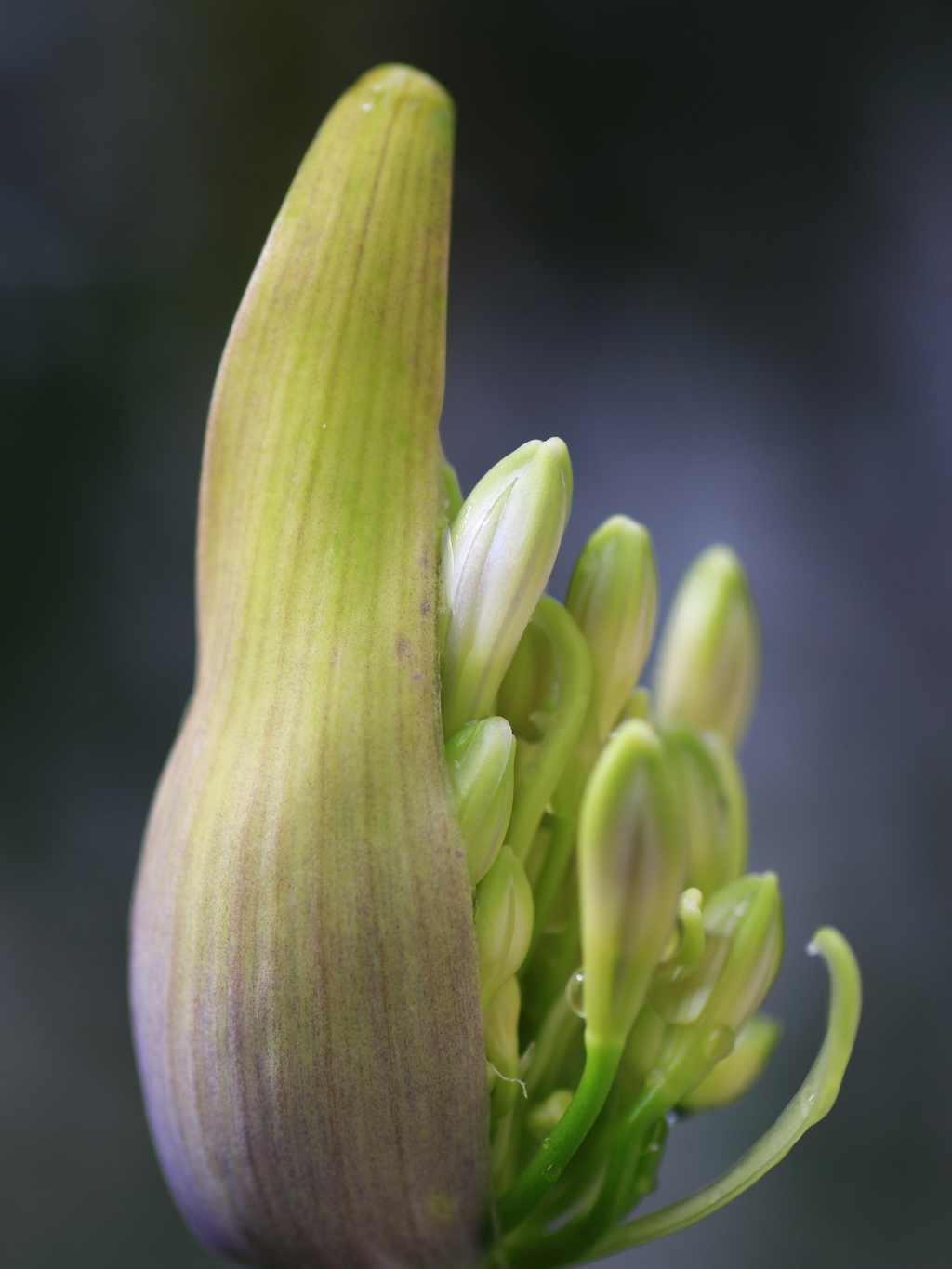アガパンサスの蕾 By Windyboy Id 写真共有サイト Photohito