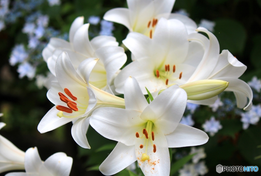 ユリと紫陽花
