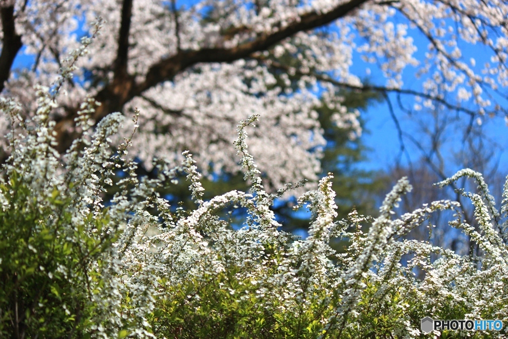 花化粧