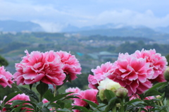 シャクヤクの咲く丘