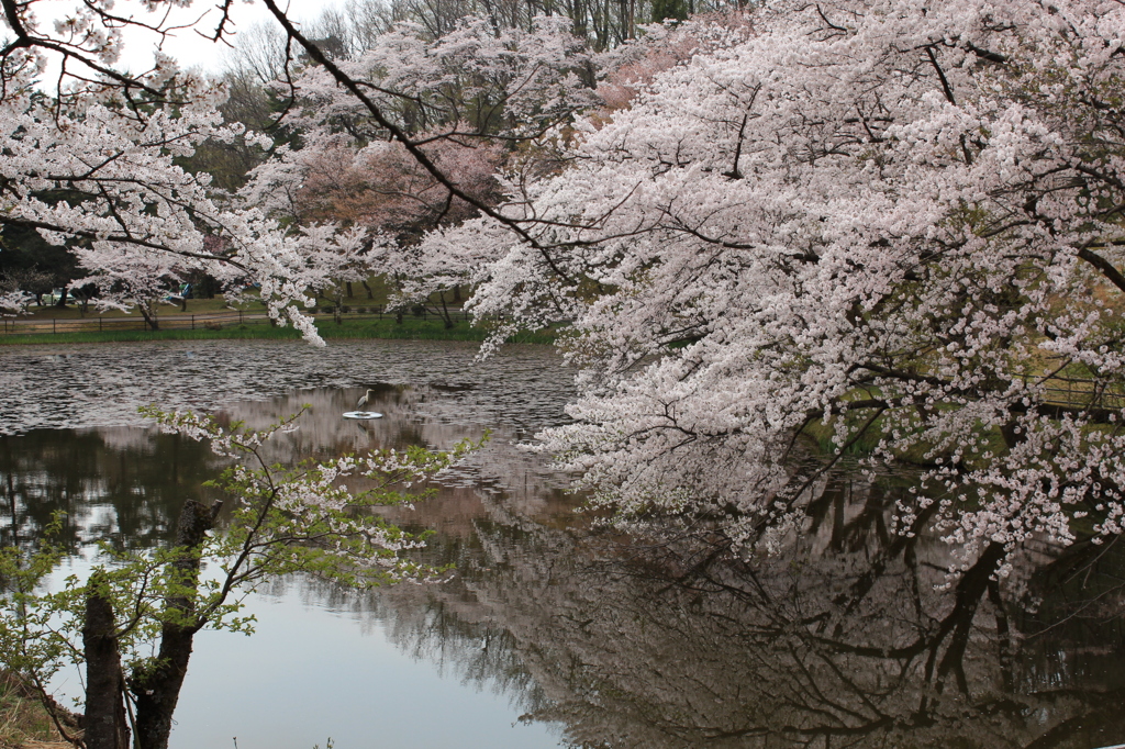 桜を映して