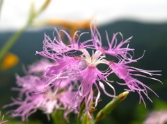 タカネナデシコ