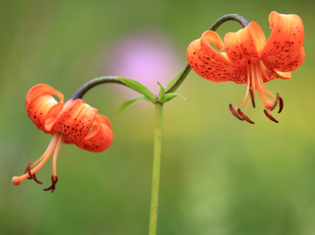 花模様