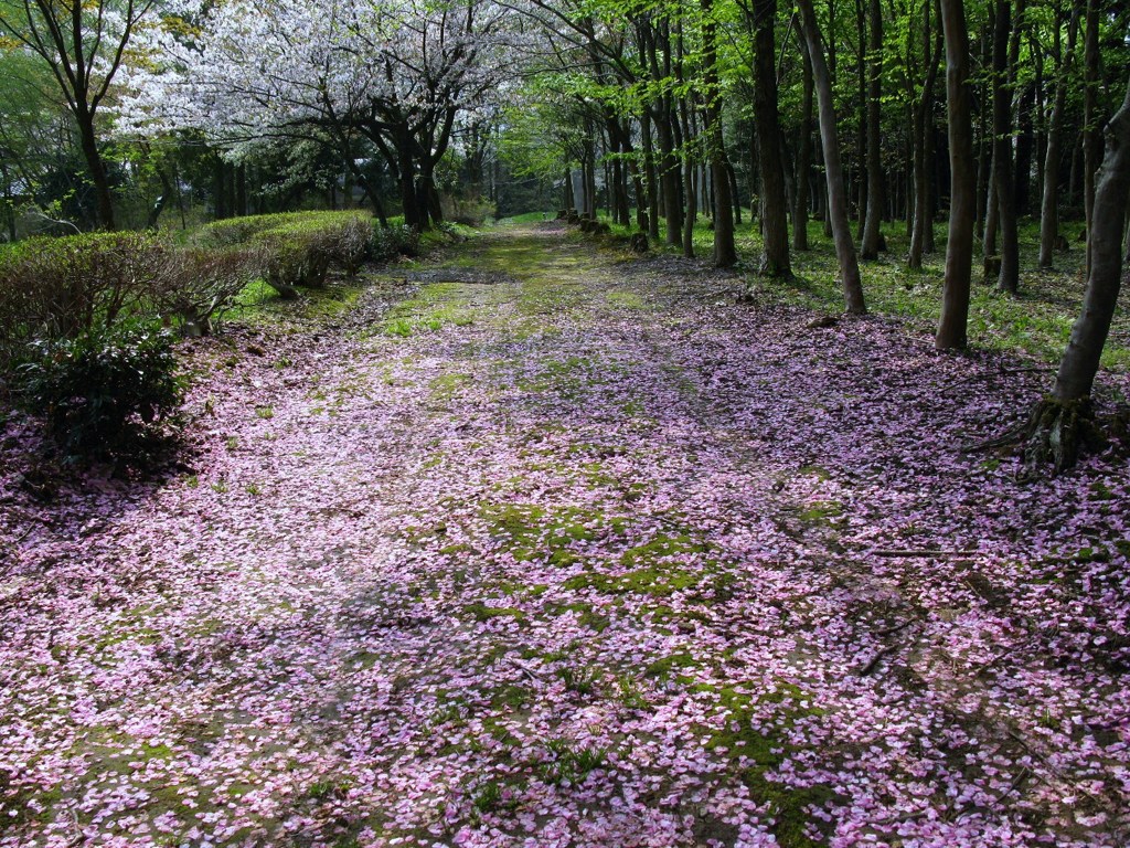 桜の道を