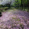 桜の道を