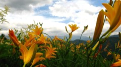 ニッコウキスゲ咲く