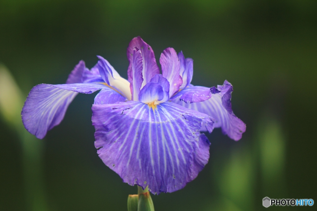 花菖蒲