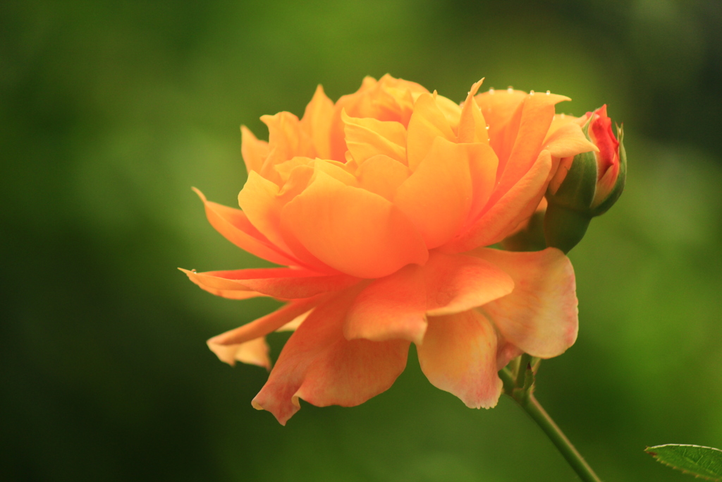 7月の薔薇