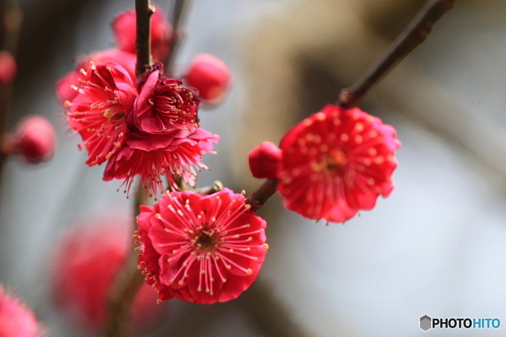 紅梅