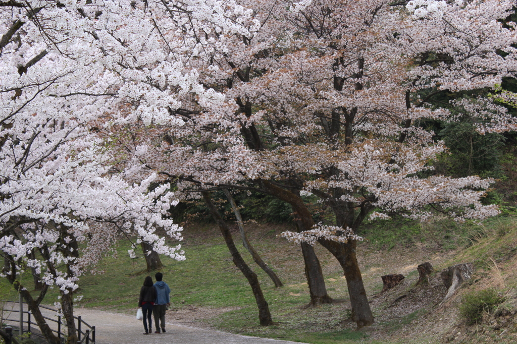 桜の散歩道