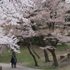 桜の散歩道